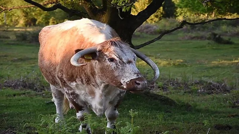 إصابة خطيرة لامرأة هاجمتها بقرة بوحشية أثناء تصويرها