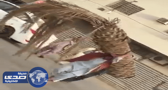 بالفيديو ..عامل يحمل نخلة بمفرده يثير الدهشة