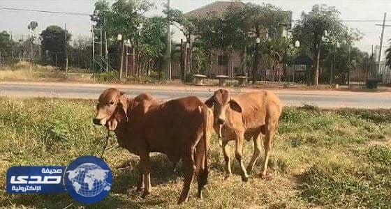 ضبط تايلاندي متلبسا بممارسته الجنس مع بقرة