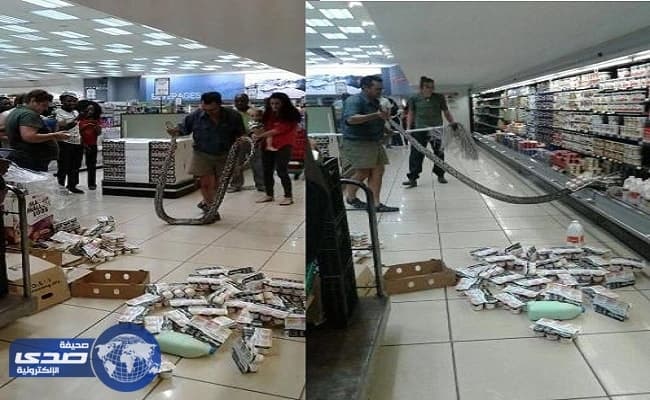 بالصور.. العثور على ثٌعبان ضخم بثلاجة الزبادي في سوبرماركت بجنوب افريقيا