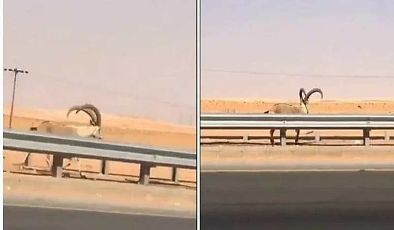 شاهد.. لحظة تجول وعل وسط طريق سريع في الرياض