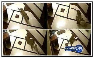 بالفيديو.. كلب يثير الذعر في مدرجات ملعب مباراة بالدرجة الثانية