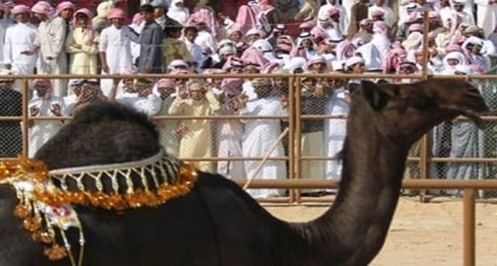 إدارة مهرجان مزاين الإبل تتيح للنساء حضور فعاليات الدورة الجديدة