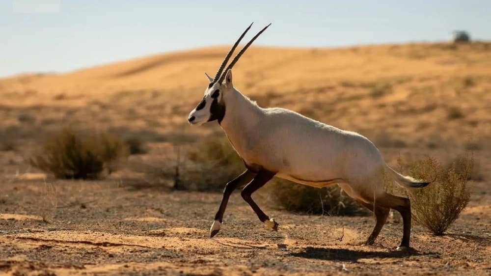 إطلاق 124 كائنًا فطريًا مهددًا بالانقراض في محمية الإمام تركي بن عبدالله الملكية.. صور