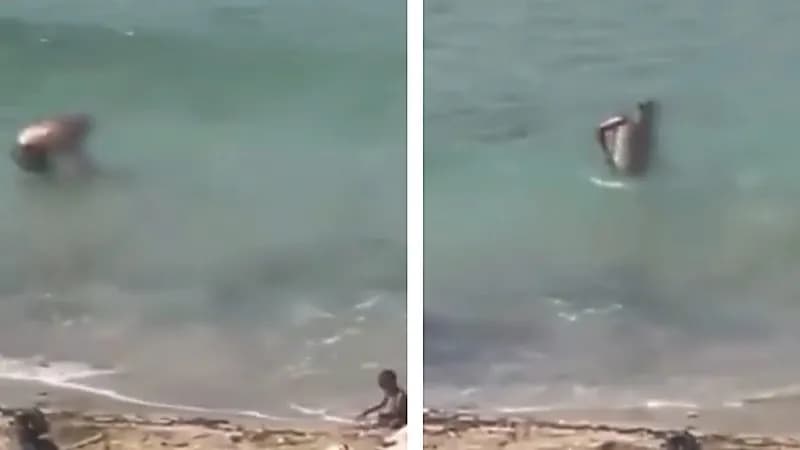 فيديو لرجل يحاول إغراق كلب يثير موجة غضب واسعة في لبنان