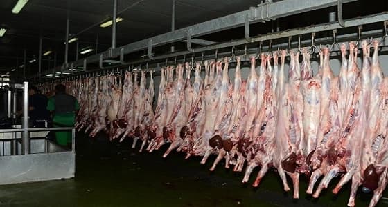 " مسالخ جدة " تستقبل 80 ألف ذبيحة متنوعة خلال جمادي الأولى