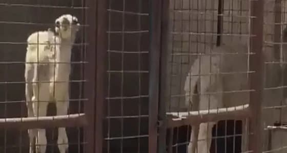 بالفيديو.. ملحمة بنجران تبيع لحم " قعدان " مريضة ومطالبات بتكثيف الرقابة