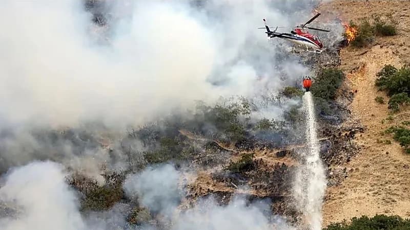 عنكبوت يتسبب في حرق مجموعة ضخمة من الغابات