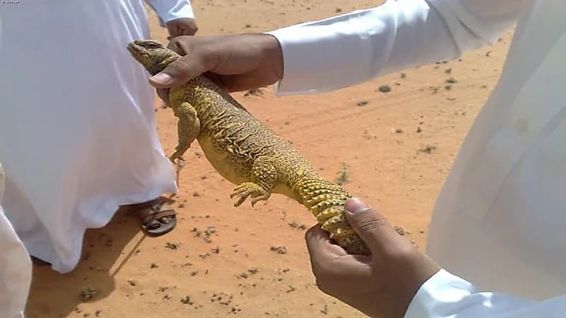 الكشف عن قيمة غرامة صيد الضب