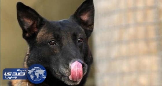 خبراء صحة: " لعق الكلاب " قنبلة كارثية من الأمراض