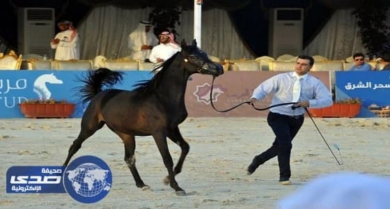 اختتام بطولة جمال الخيل العربية الأصيلة السادسة بالطائف