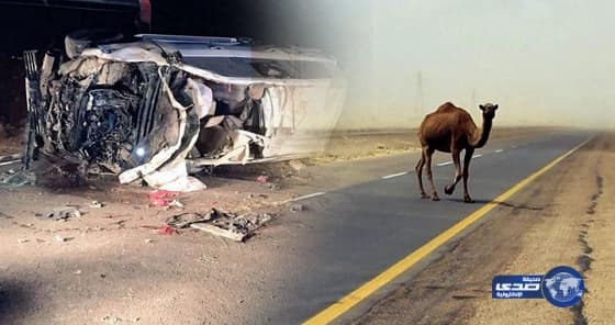 شاهد بالفيديو.. جمل سائب يتسبب في اصطدام سيارتين على طريق سريع مزدوج