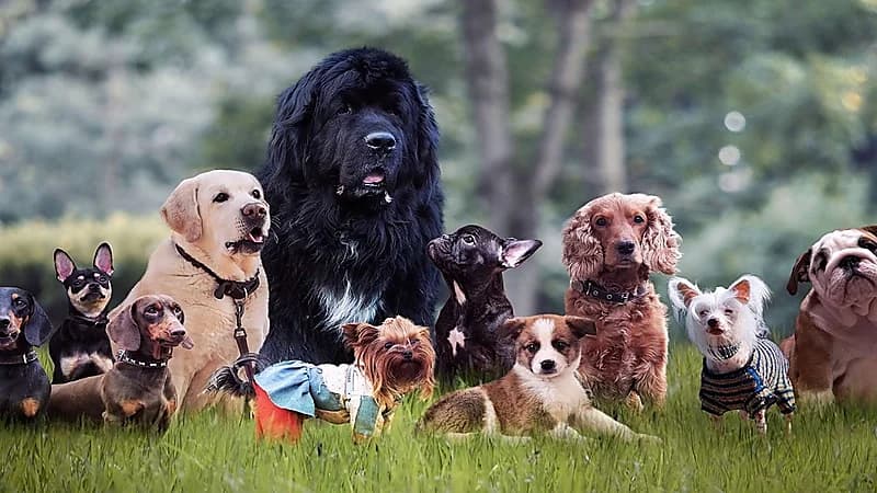 كلاب مهددة بالإعدام في بريطانيا