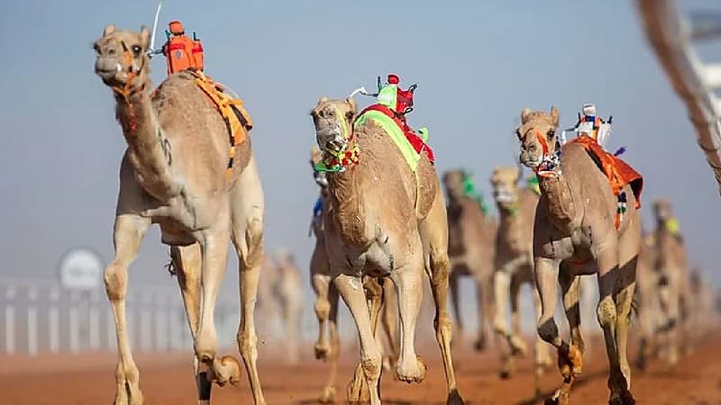 إدارة مهرجان الإبل تصدر قرارا حاسما بعد كشف حالات عبث بإحدى فئاته