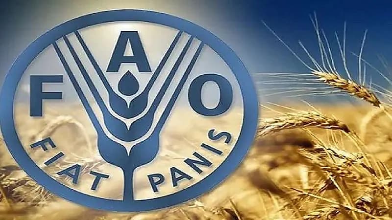 الفاو: انخفاض مؤشر أسعار الغذاء العالمية إلى أدنى مستوياته منذ عامين