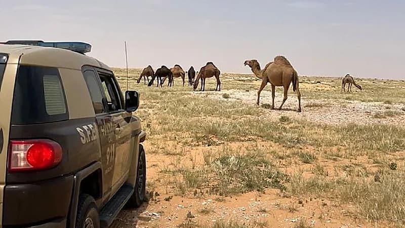 ضبط مخالف لنظام البيئة لارتكابه مخالفة رعي بمحمية الملك سلمان الملكية