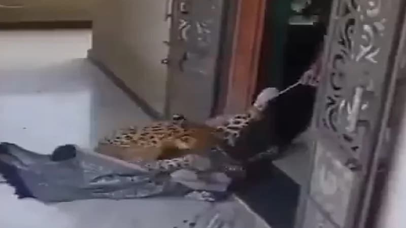 امرأة تتغلب على نمر اقتحم منزلها وتربطه بحبل .. فيديو
