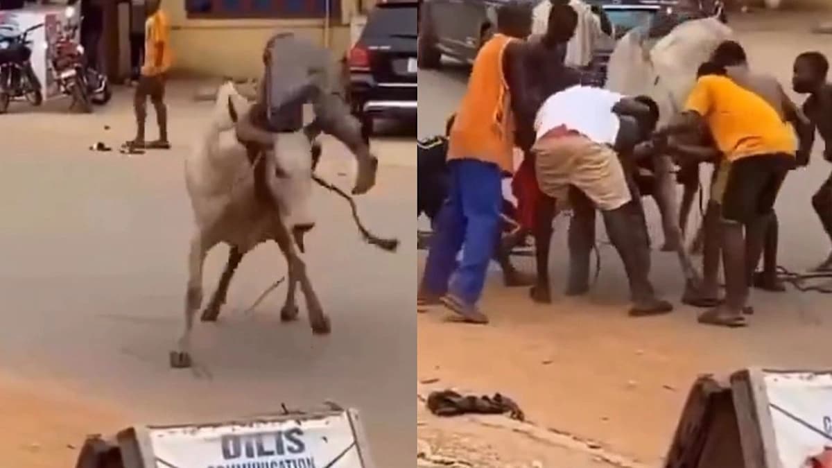 شاب يسيطر على ثور هائج بعد مطاردة خطيرة .. فيديو