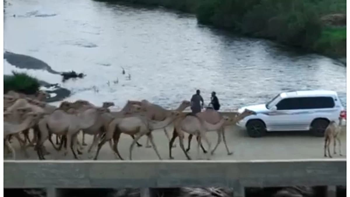 مجموعة من الإبل تشق طريقها عبر البحر في القنفذة ..فيديو