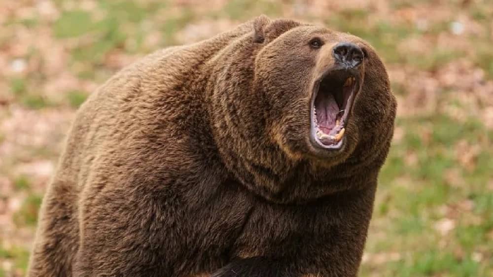 هجمات الدببة البرية تجتاح اليابان.. فيديو