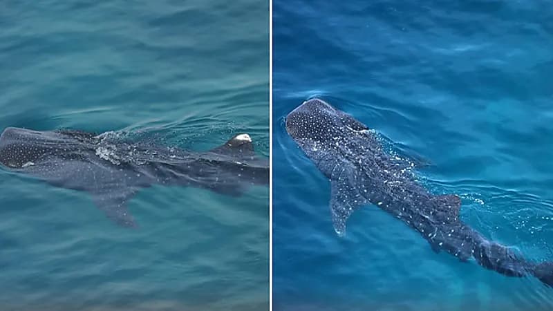 رصد 10 أسماك من قرش الحوت في البحر الأحمر.. فيديو