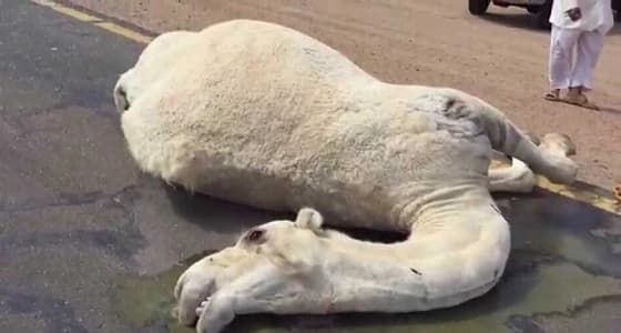 وفاة راعي غنم ومواشيه بسبب شدة البرد