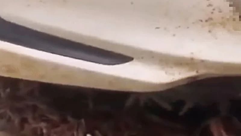 شاهد.. أعداد كبيرة من الجراد تستقر أسفل مركبة وتثير الرعب