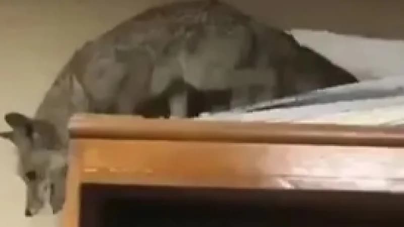 بالفيديو.. ثعلب يقتحم وزارة النفط العراقية ويتجول في أروقة الوزارة